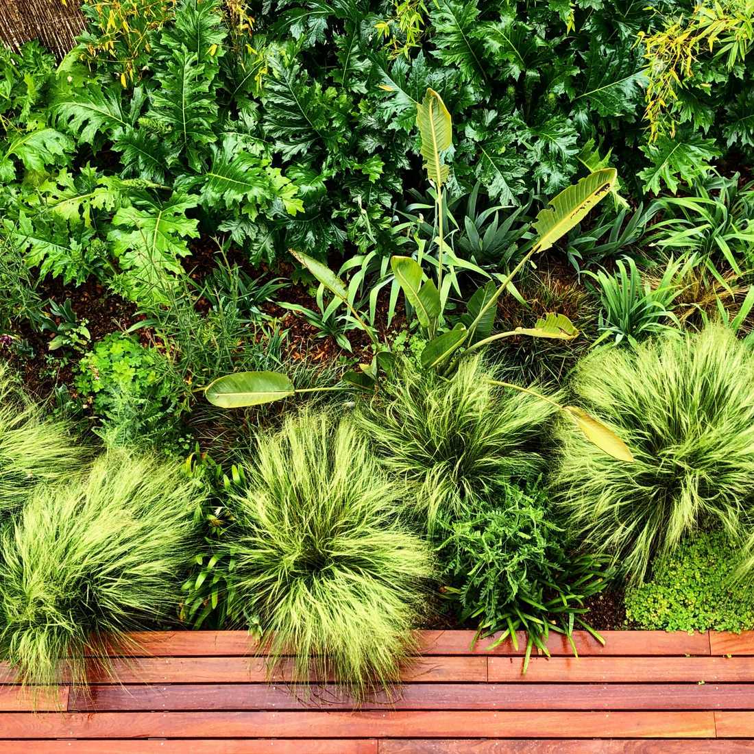 Végétation luxuriante dans le petit jardin d'une maison de ville à Tours