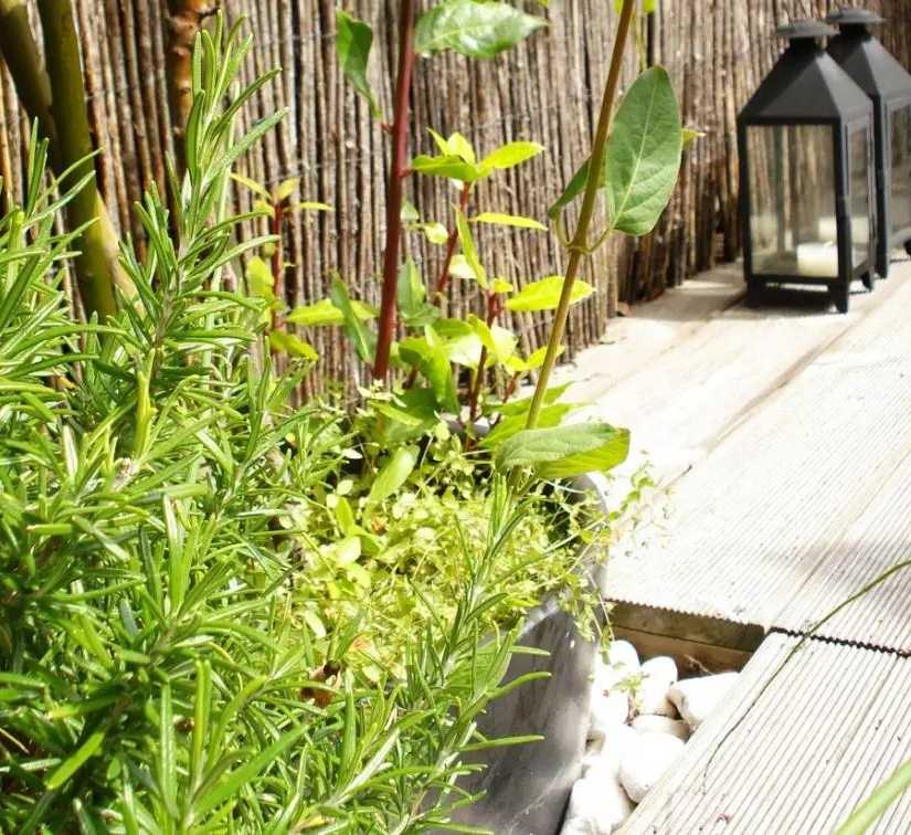 Végétalisation d'un toit-terrasse par un architece paysagiste en Touraine