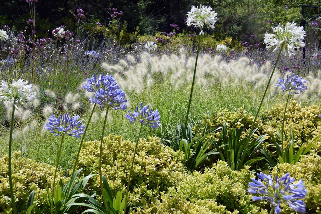 Fleurs et floraisons méditerrannéenes aménaagé par un concepteur paysagiste à Tours